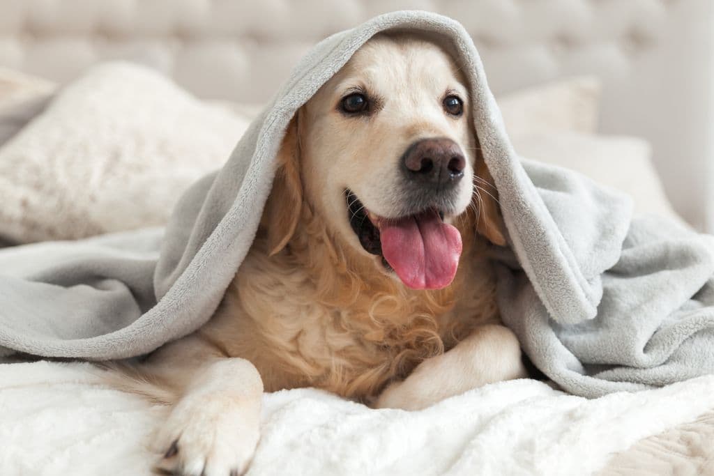 Top 6 pet-friendly hotels in Dubai